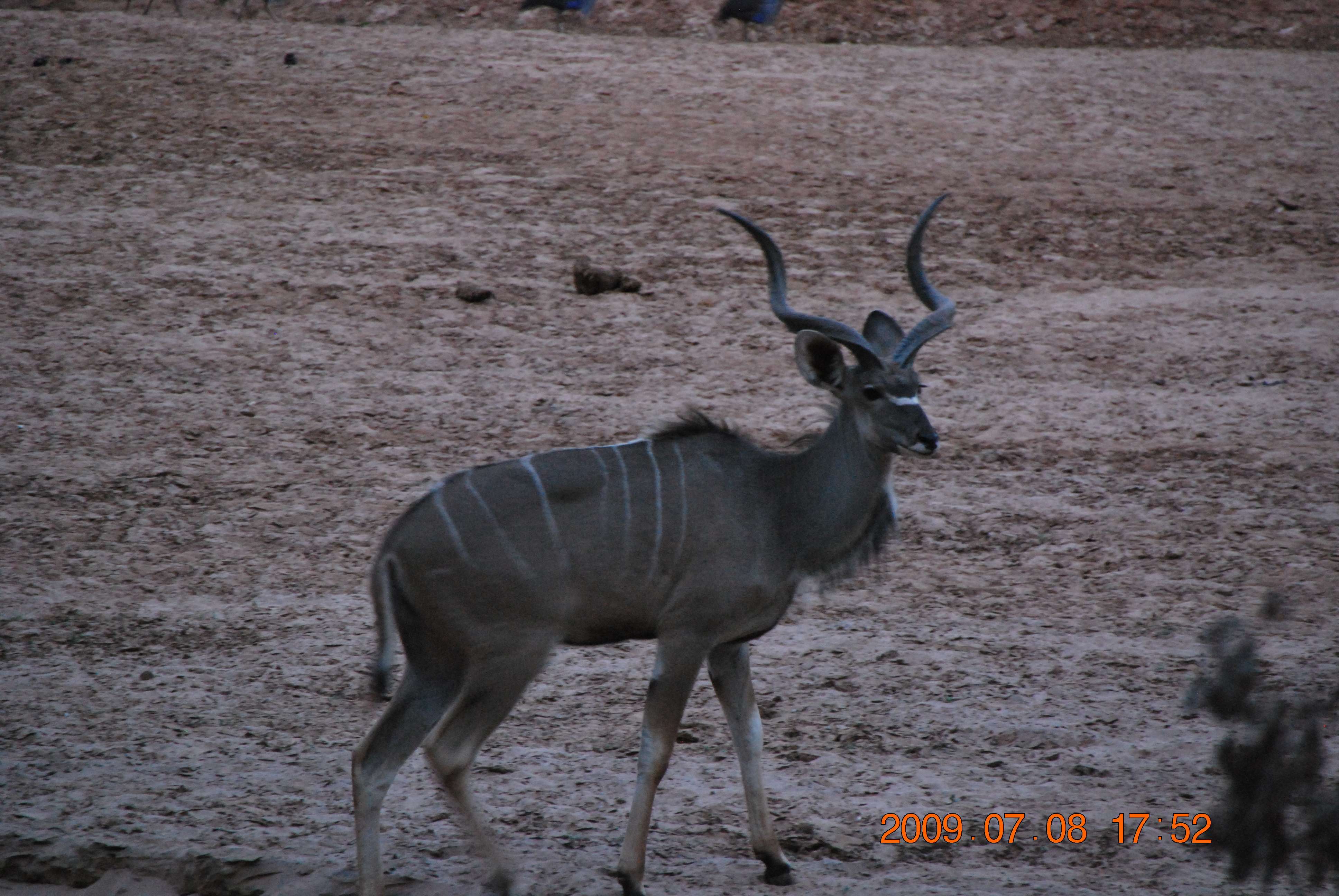 Samburu - Kenia una experiencia inolvidable (3)